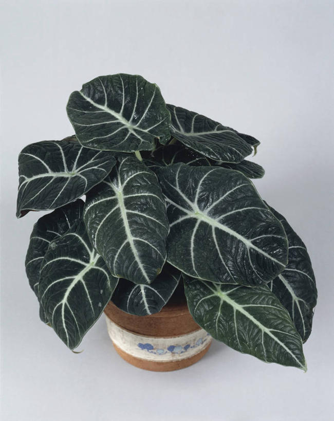 无人,竖图,俯视,室内,特写,植物,微生物,细菌,芋头,一个,生物,摄影,生长,单个,热带气候,生命体,叶脉,彩图,高角度拍摄,影棚拍摄,原核生物