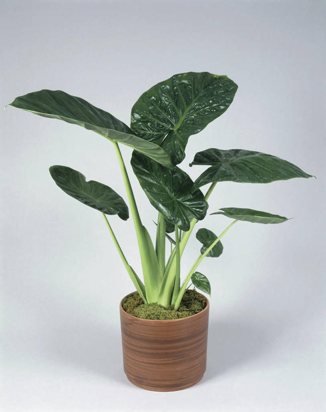 无人,竖图,室内,特写,植物,微生物,叶子,细菌,芋头,茎,一个,生物,摄影,生长,单个,热带气候,生命体,彩图,影棚拍摄,原核生物