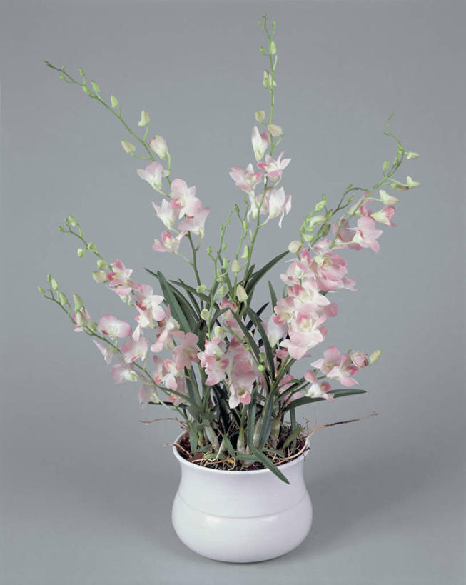 无人,竖图,室内,特写,植物,叶子,石斛,花瓣,一个,摄影,生长,单个,清新,兰花,彩图,影棚拍摄