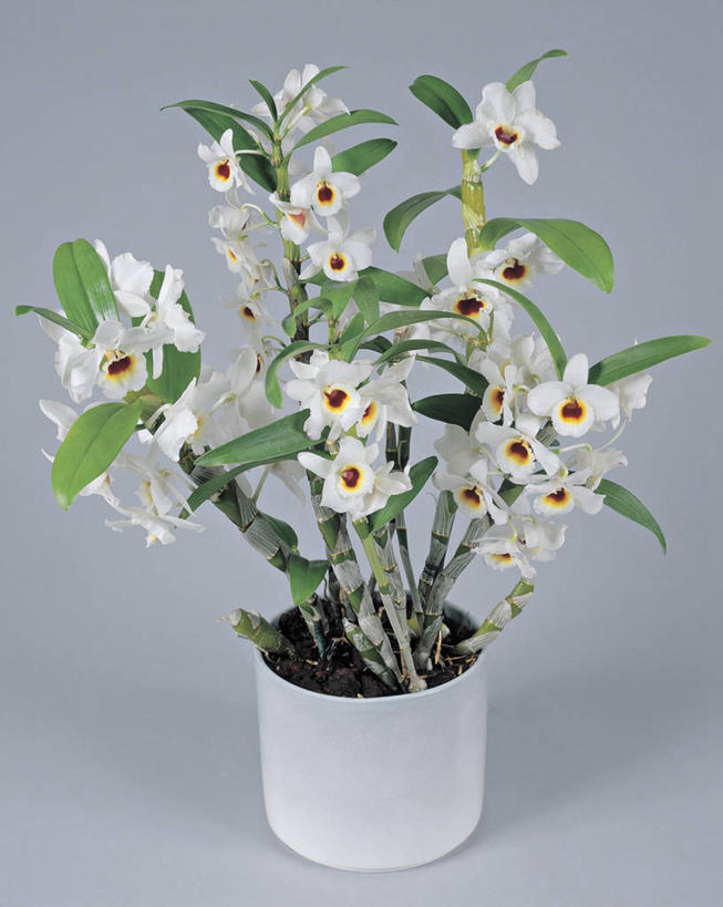 无人,竖图,室内,特写,植物,叶子,石斛,花瓣,一个,白色,摄影,生长,单个,清新,兰花,彩图,影棚拍摄