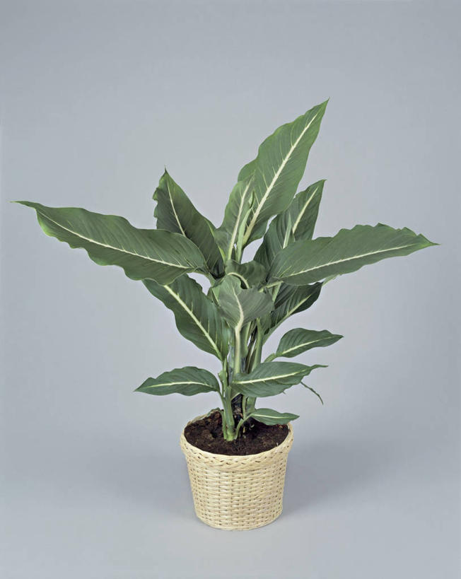 无人,竖图,室内,特写,植物,微生物,细菌,一个,生物,摄影,生长,单个,常绿树,生命体,叶脉,彩图,影棚拍摄,原核生物