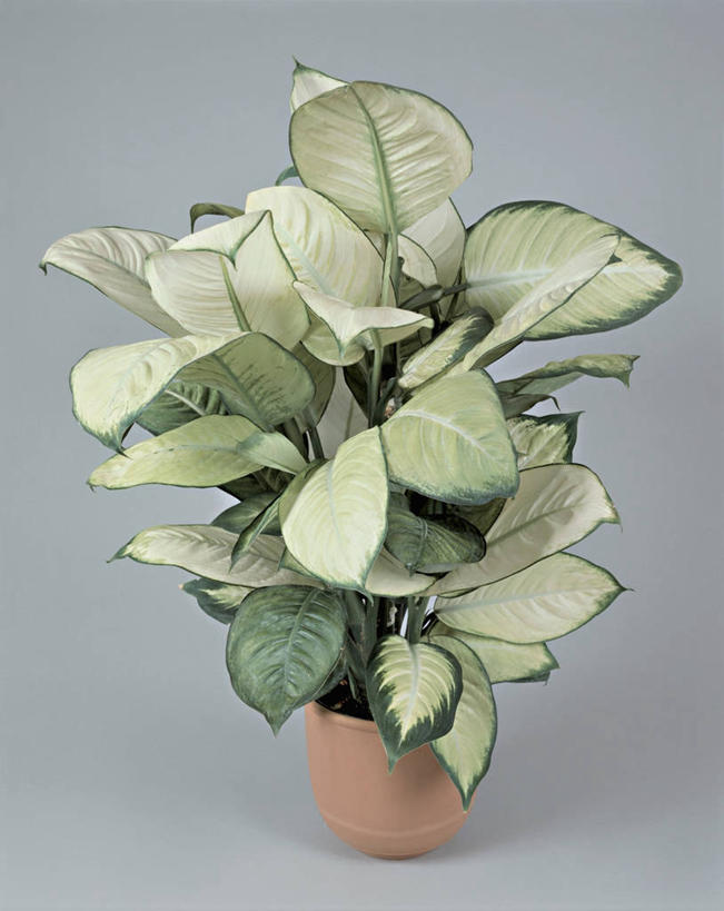 无人,竖图,室内,特写,植物,微生物,叶子,细菌,一个,生物,摄影,生长,单个,生命体,彩图,影棚拍摄,原核生物