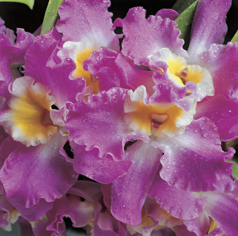 无人,方图,室外,特写,白天,水,植物,叶子,湿,水滴,石斛,花瓣,紫色,摄影,生长,脆弱,雄蕊,清新,兰花,彩图