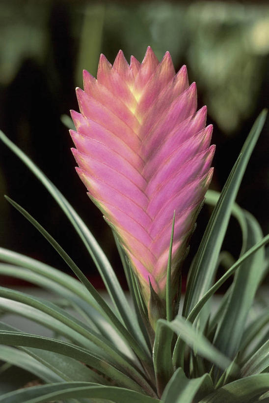 无人,竖图,室外,特写,白天,植物,叶子,粉色,自然,摄影,生长,彩图,对焦