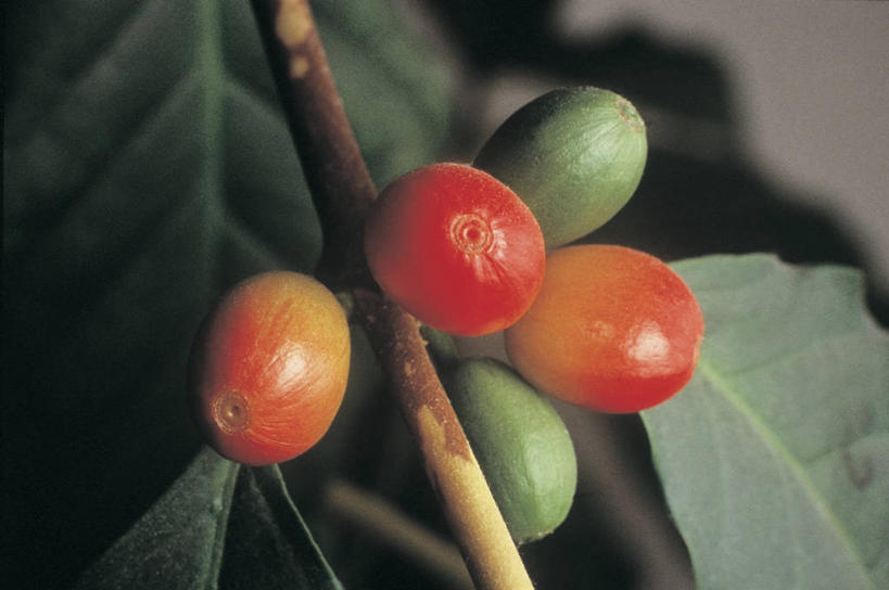 无人,横图,室外,特写,白天,农业,农作物,植物,豆,叶子,生食,草药,药草,枝,饮食,中药,红色,绿色,咖啡豆,摄影,生长,热带气候,药材,中草药,种植园,中药材,本草,活血丹,茜草,血见愁,地苏木,血茜草,彩图