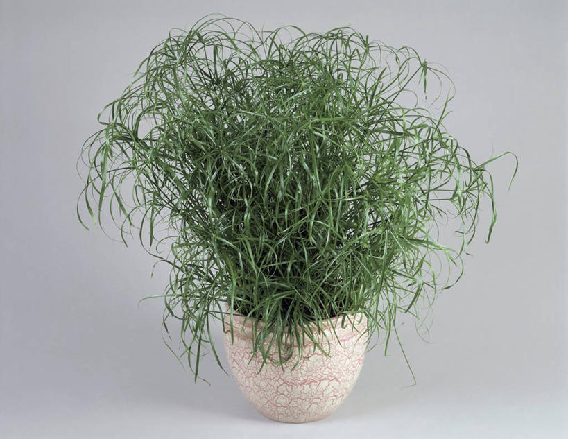 无人,横图,室内,特写,植物,草,一个,绿色,自然,摄影,生长,单个,成长,莎草,彩图,影棚拍摄