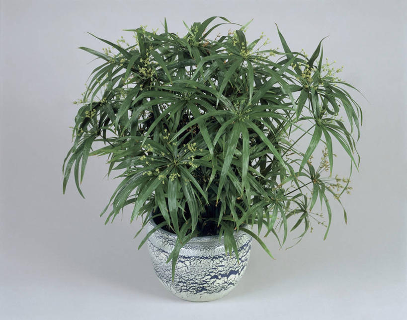 无人,横图,室内,特写,植物,草,一个,绿色,摄影,生长,单个,莎草,彩图,影棚拍摄