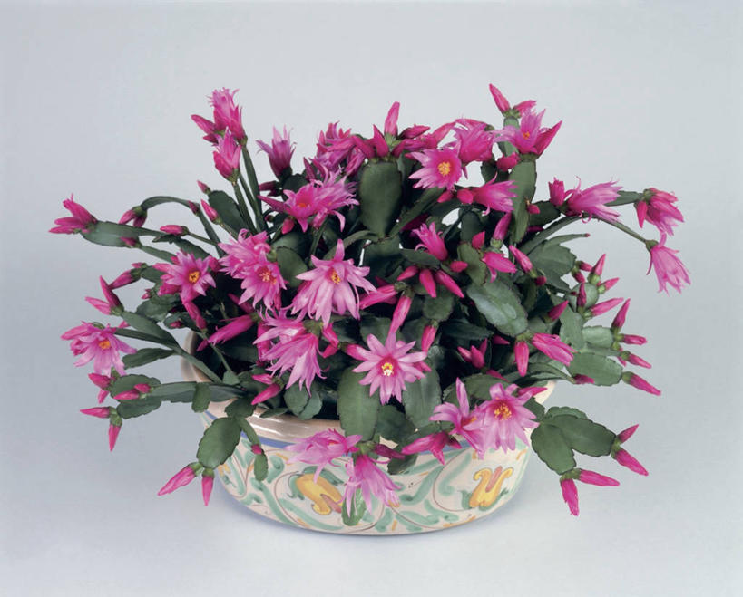 无人,横图,室内,特写,植物,仙人掌,叶子,盛开,花蕾,花,花瓣,花朵,鲜花,一朵,一个,粉色,花苞,花蕊,摄影,生长,单个,清新,彩图,影棚拍摄