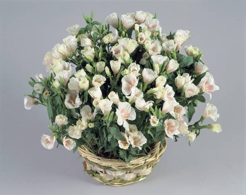 无人,横图,俯视,室内,特写,植物,叶子,篮子,草药,药草,中药,花瓣,一个,白色,摄影,生长,单个,清新,药材,中草药,中药材,本草,高代花,菜籽灵,柳叶菜,彩图,高角度拍摄,影棚拍摄