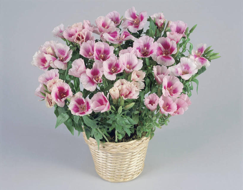 无人,横图,室内,特写,植物,叶子,盛开,篮子,草药,药草,花蕾,中药,花,花瓣,花朵,鲜花,一朵,一个,粉色,花苞,花蕊,摄影,生长,单个,雄蕊,清新,药材,中草药,中药材,本草,高代花,菜籽灵,柳叶菜,彩图,影棚拍摄