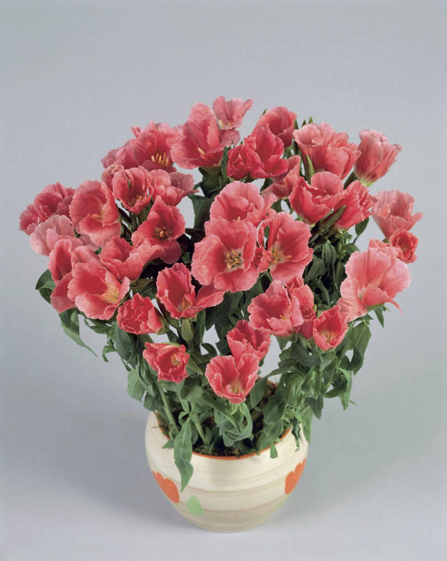 无人,竖图,室内,特写,植物,叶子,盛开,草药,药草,花蕾,中药,花,花瓣,花朵,鲜花,一朵,一个,红色,花苞,花蕊,摄影,生长,单个,雄蕊,清新,药材,中草药,中药材,本草,高代花,菜籽灵,柳叶菜,彩图,影棚拍摄