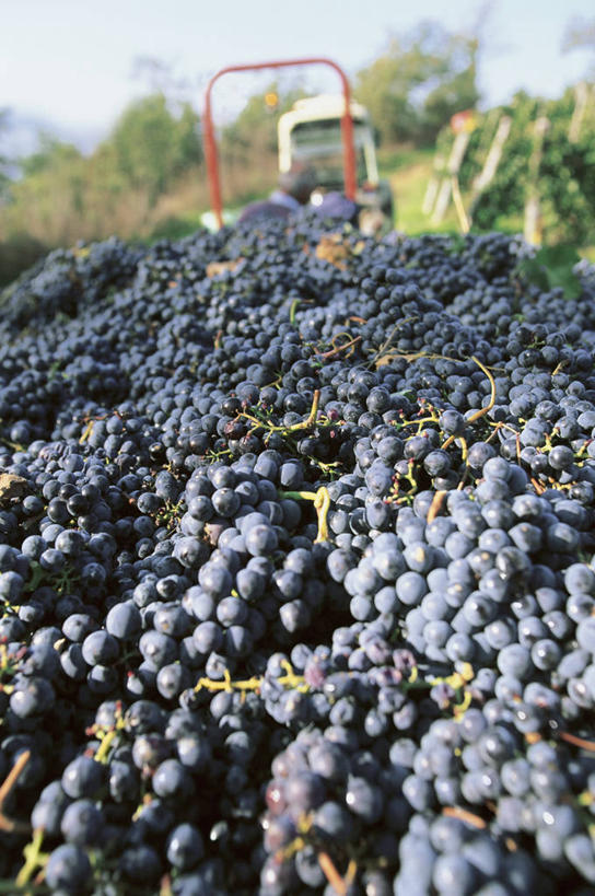 无人,竖图,室外,白天,农业,葡萄,水果,意大利,欧洲,丰富,串,饮食,葡萄园,摄影,生长,托斯卡纳,地中海文化,南欧,清新,意大利文化,托斯卡纳区,意大利共和国,托斯卡纳大区,奇扬第,彩图,对焦