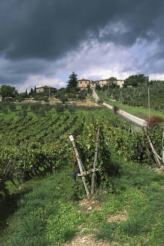 无人,竖图,室外,白天,农业,美景,建筑,意大利,欧洲,地形,景观,云,葡萄园,树,天空,自然,景色,摄影,生长,托斯卡纳,地中海文化,南欧,自然风光,意大利文化,托斯卡纳区,意大利共和国,托斯卡纳大区,奇扬第,彩图