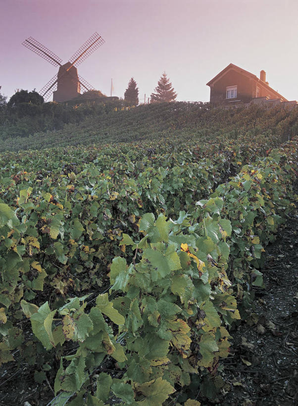 无人,农场,竖图,室外,白天,农业,农作物,美景,建筑,风车,法国,欧洲,风力,景观,葡萄园,天空,自然,藤蔓,景色,摄影,生长,能源,西欧,地中海文化,法兰西,自然风光,替代能源,环境保护,藤蔓植物,法兰西共和国,法兰西第五共和国,农舍,香槟.阿登,香槟.阿登大区,马恩省,彩图,传统文化