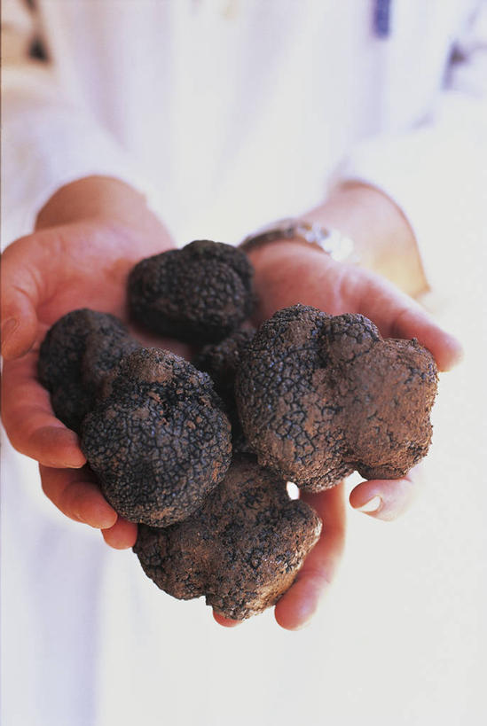 手,一个人,竖图,室外,一把,朦胧,模糊,菌菇,生食,菌类,饮食,黑色,食用菌,人体,摄影,真菌,清新,意大利文化,欧洲文化,黑孢块菌,黑块菌,块菌,彩图,对焦