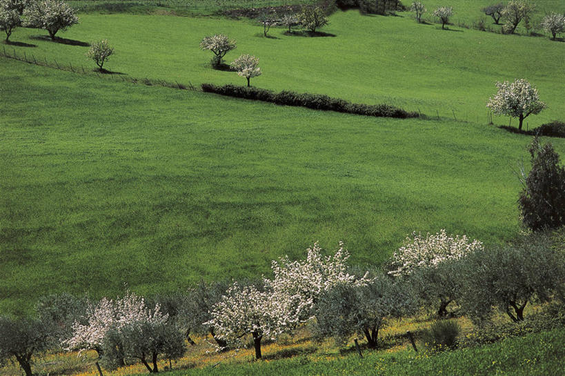 无人,横图,俯视,室外,白天,旅游,度假,牧场,美景,意大利,欧洲,地形,景观,首都,娱乐,草,花朵,树,自然,享受,休闲,景色,放松,季节,摄影,生长,宁静,国家公园,西西里,地中海文化,自然风光,意大利文化,梨树,尼科西亚,彩图,高角度拍摄