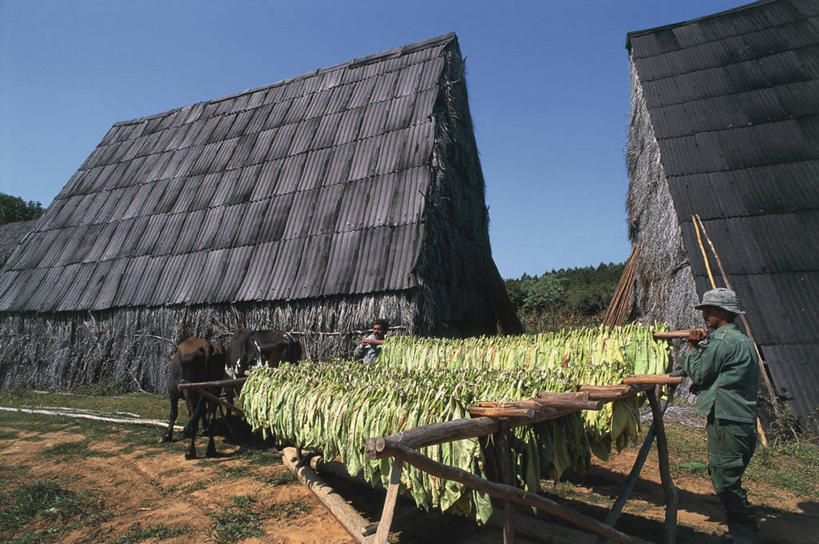 两个人,农民,家,横图,室外,白天,农业,哺乳动物,野生动物,叶子,古巴,加勒比海,朦胧,模糊,木制,房屋,屋顶,屋子,草屋,顶棚,拿着,休闲装,牛车,住宅,天空,动物,茅草屋,两只,鸭舌帽,大西洋,摄影,西印度群岛,拉丁美洲,万里无云,比那尔德里奥,烘干,烟草,彩图,房子,茅舍,茅屋,小屋