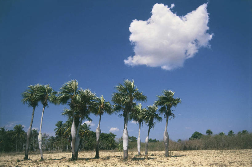 无人,横图,室外,白天,旅游,度假,美景,森林,棕榈树,叶子,古巴,加勒比海,沙子,景观,云,娱乐,树干,风景,天空,自然,享受,休闲,景色,大西洋,放松,摄影,宁静,拉丁美洲,自然风光,比那尔德里奥,彩图