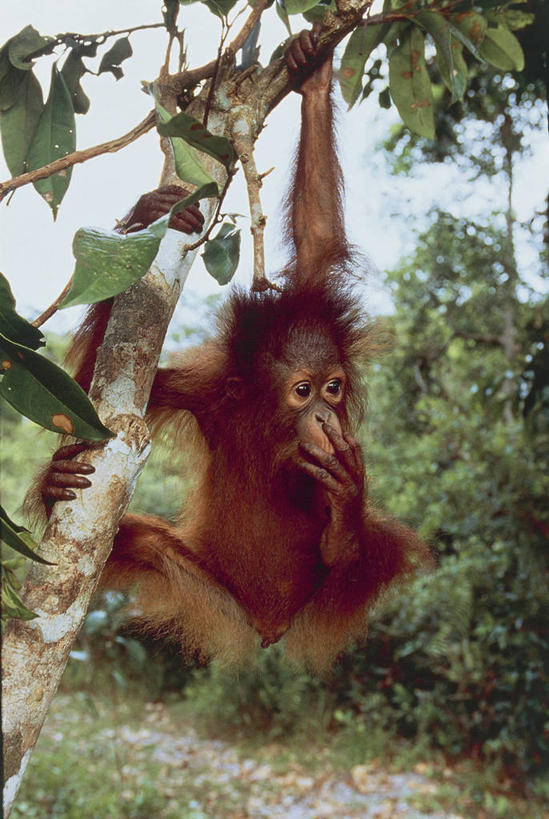 无人,竖图,室外,白天,正面,旅游,度假,美景,森林,哺乳动物,野生动物,印度尼西亚,马来西亚,亚洲,吊挂,悬挂,岛,景观,枝,挂,娱乐,树,自然,动物,享受,休闲,思考,景色,放松,摄影,东南亚,自然风光,灵长目,苏门答腊猩猩,婆罗洲,加里曼丹岛,婆罗洲岛,马来西亚联邦,濒危物种,婆罗洲猩猩,彩图