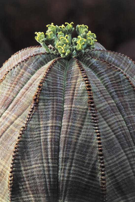 无人,竖图,室外,特写,白天,植物,一个,自然,摄影,生长,单个,生物学,荆棘,彩图