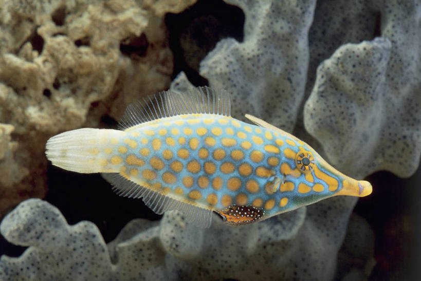 游泳,无人,横图,室内,特写,水下,水,野生动物,珊瑚,斑点,水族馆,黄色,自然,摄影,生物学,暗礁,彩图,尖吻鲀