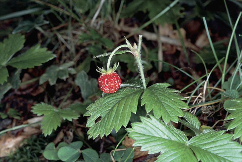 无人,横图,室外,特写,白天,草莓,水果,叶子,饮食,红色,自然,摄影,生长,生物学,野草莓,彩图,维管植物