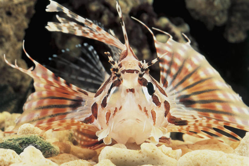 游泳,无人,横图,室内,特写,水下,水,野生动物,珊瑚,水族馆,自然,摄影,生物学,暗礁,彩图,花斑短鳍蓑鲉