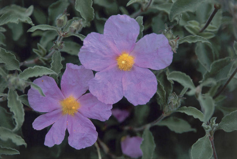 无人,横图,室外,特写,白天,叶子,法国,欧洲,野花,紫色,自然,摄影,生长,脆弱,科西嘉,地中海文化,岩蔷薇,彩图