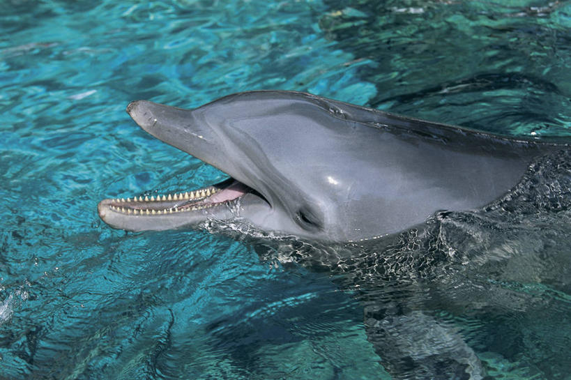 游泳,无人,横图,室外,特写,白天,海洋,哺乳动物,海豚,鲸鱼,野生动物,美国,海洋生物,自然,动物,摄影,鲸,生物学,北美,北美洲,水生动物,美洲,水生物,海底动物,佛罗里达,奥兰多,佛罗里达州,佛州,阳光州,北亚美利加洲,亚美利加洲,鲸类,白暨豚,白鳍,白鳍豚,彩图,美利坚合众国