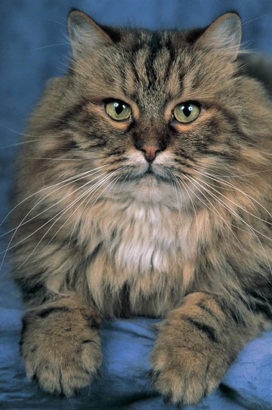 无人,坐,竖图,室内,特写,哺乳动物,宠物,猫,野生动物,动物,家畜,摄影,生物学,猫科动物,斑纹猫,彩图,动物学