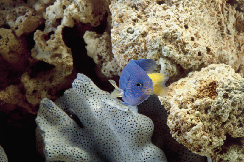 游泳,无人,横图,室内,特写,水下,水,野生动物,珊瑚,水族馆,自然,摄影,雀鲷,生物学,暗礁,彩图