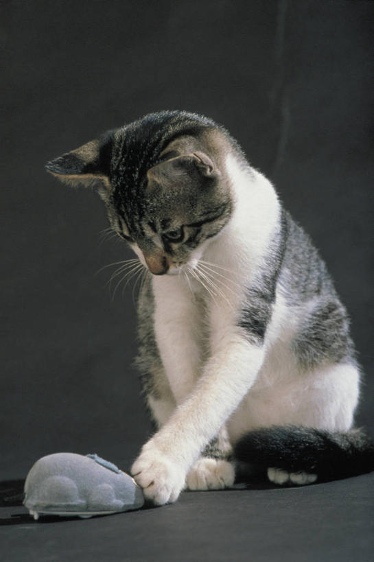 无人,坐,竖图,室内,特写,哺乳动物,宠物,猫,野生动物,玩具,动物,家畜,摄影,鼠,生物学,猫科动物,彩图,影棚拍摄,动物行为,动物学,好奇心