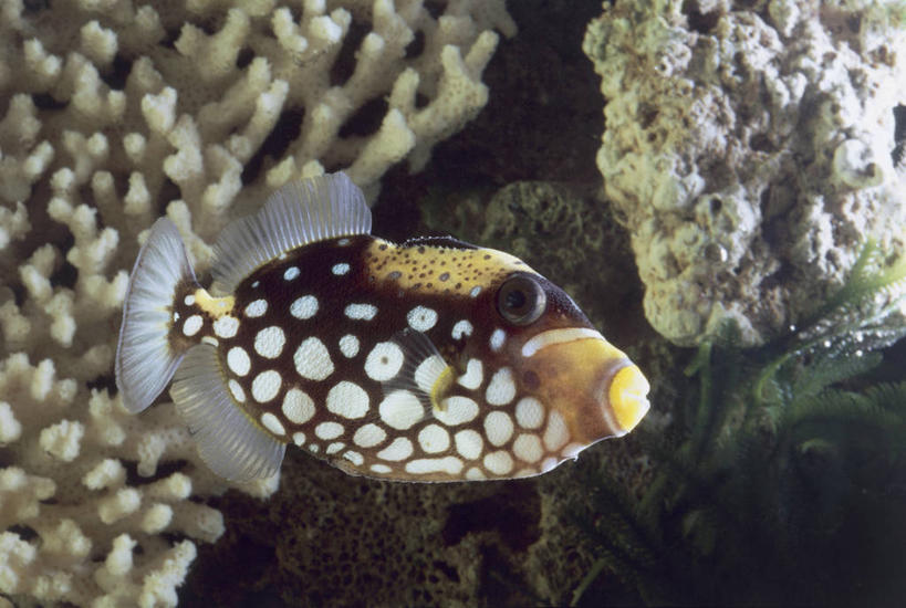 游泳,无人,横图,室内,特写,水下,水,野生动物,珊瑚,斑点,水族馆,自然,摄影,生物学,鳞鲀,暗礁,彩图