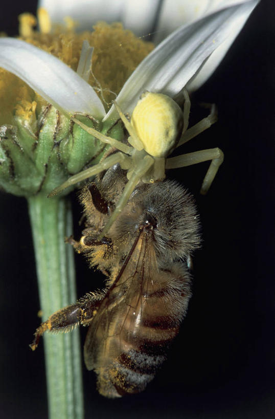 无人,竖图,室外,特写,白天,野生动物,蜜蜂,蜘蛛,茎,雏菊,自然,动物,两只,吸,摄影,伪装,授粉,蟹蛛,彩图,动物学