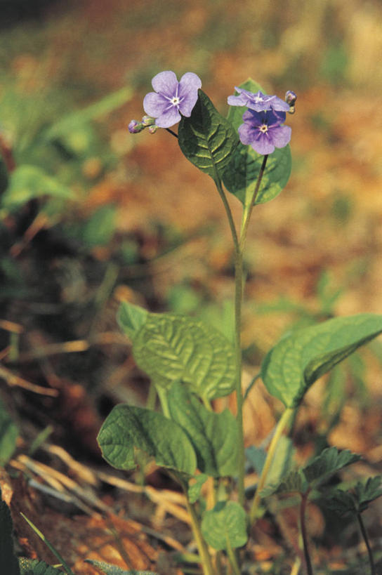 无人,竖图,室外,特写,白天,美景,叶子,景观,茎,花蕾,花,花瓣,自然,景色,摄影,生长,生物学,脆弱,自然风光,琉璃苣,彩图,对焦