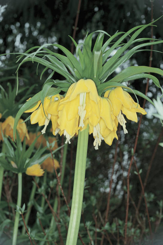 无人,竖图,室外,特写,白天,叶子,茎,花瓣,自然,摄影,生长,生物学,彩图,百合科