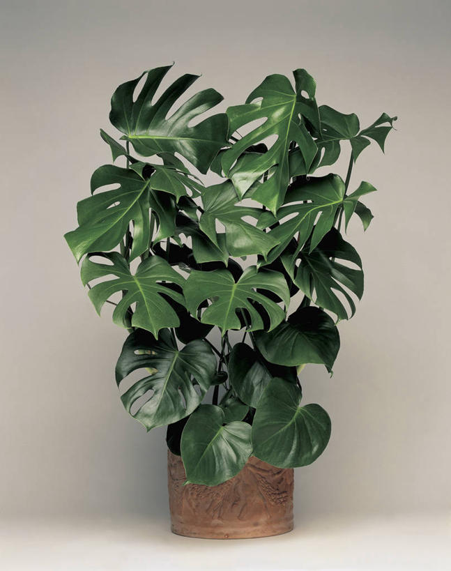 无人,竖图,室内,特写,植物,微生物,叶子,细菌,绿色,生物,摄影,生长,生物学,生命体,彩图,影棚拍摄,原核生物