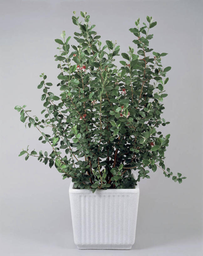 无人,竖图,室内,特写,植物,叶子,摄影,生长,生物学,桉树,彩图,影棚拍摄