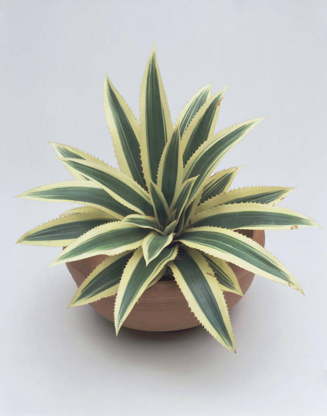 无人,竖图,室内,特写,白色背景,植物,菠萝,叶子,饮食,摄影,生长,生物学,彩图,影棚拍摄