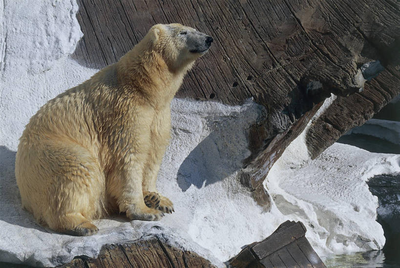 无人,横图,室外,特写,白天,山,北极熊,哺乳动物,野生动物,阴影,动物,摄影,气象,气候,岩石,彩图,动物学