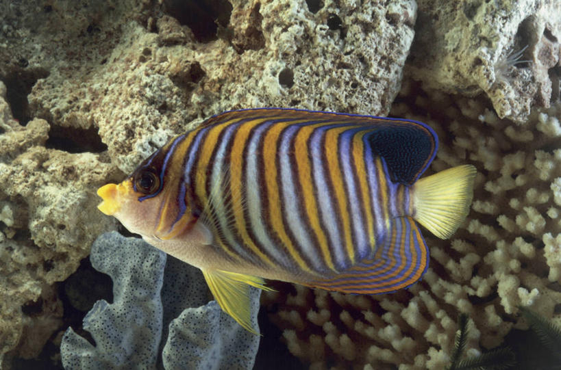 游泳,无人,横图,室内,特写,水下,水,热带鱼,野生动物,珊瑚,水族馆,自然,摄影,生物学,暗礁,彩图