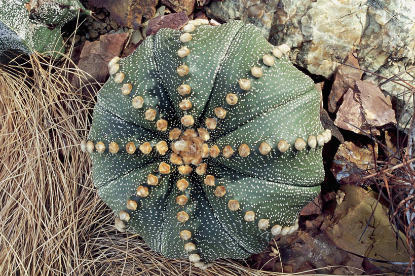 无人,横图,室外,特写,白天,仙人掌,干草,一个,自然,摄影,生长,单个,生物学,岩石,彩图,肉质植物