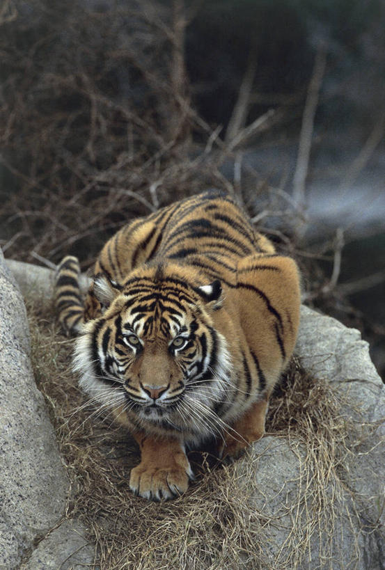 无人,竖图,室外,特写,白天,正面,哺乳动物,野生动物,印度尼西亚,亚洲,动物,摄影,野猫,猫科动物,苏门答腊虎,濒危物种,岩石,彩图