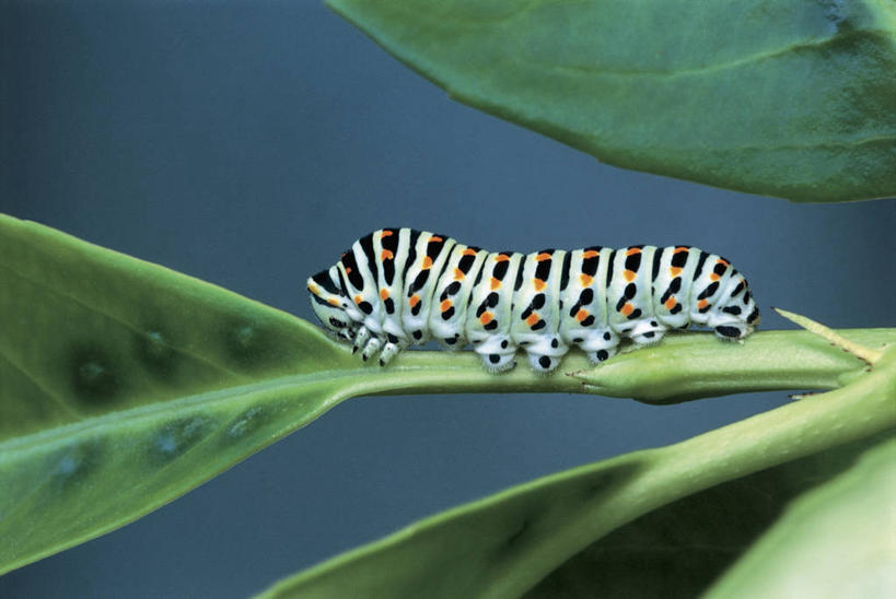 无人,横图,室外,特写,白天,野生动物,叶子,自然,爬,摄影,凤尾蝶,毛虫,彩图,动物学