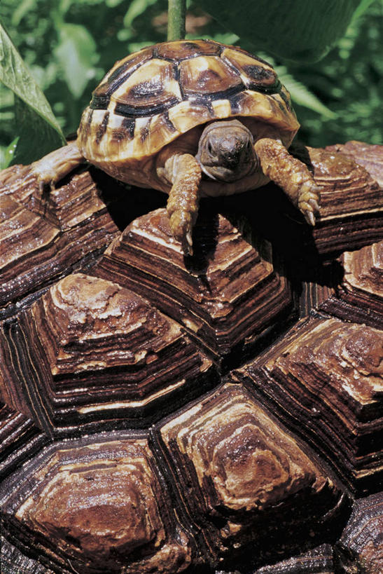 无人,竖图,室外,特写,白天,植物,龟,野生动物,贝壳,摄影,反差,海龟,彩图