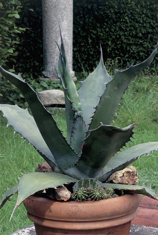 无人,竖图,室外,特写,白天,植物,仙人掌,草,自然,摄影,生长,保护,荆棘,彩图,肉质植物