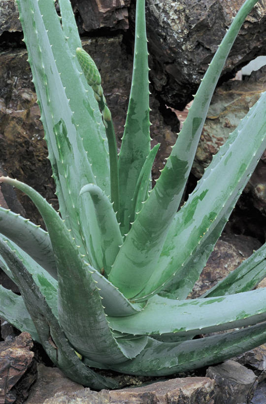 无人,竖图,室外,特写,白天,芦荟,仙人掌,叶子,自然,摄影,生长,生物学,岩石,彩图,肉质植物