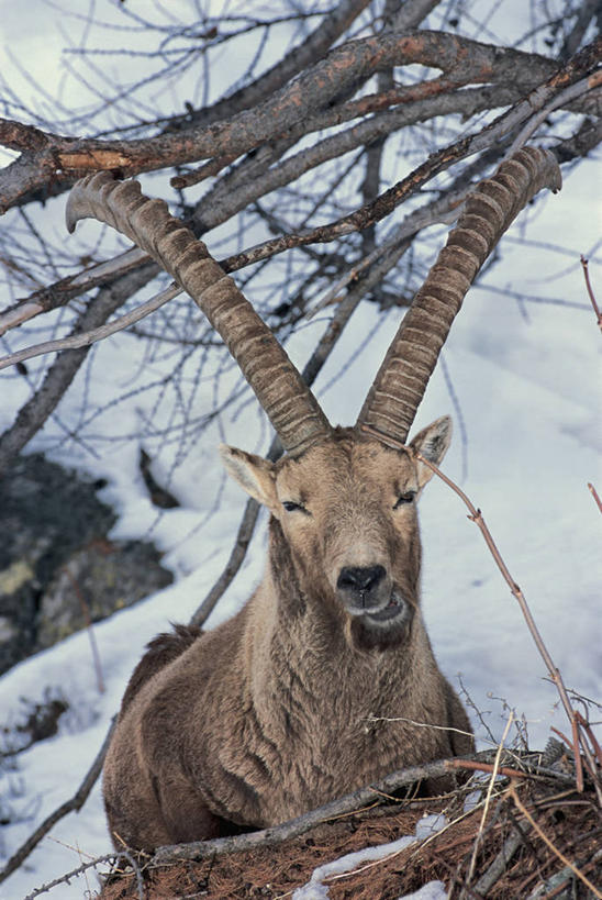 无人,坐,竖图,室外,特写,白天,雪,哺乳动物,野生动物,羊,意大利,欧洲,地形,冬天,枝,自然,动物,寒冷,季节,可爱,摄影,活泼,食草动物,国家公园,地中海文化,偶蹄目,意大利文化,野山羊,悬羊,大帕拉迪索国家公园,山羊,彩图,西伯利亚北山羊,动物学