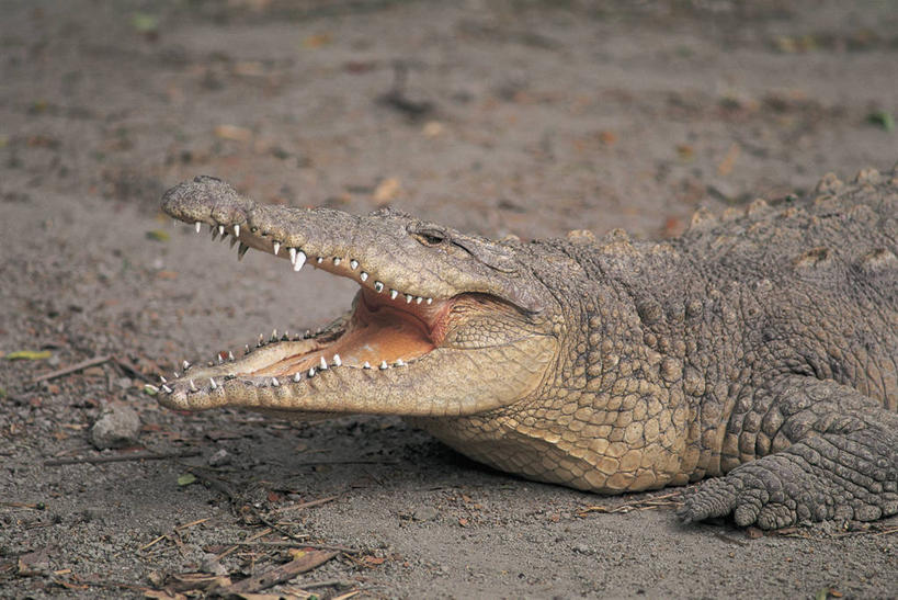 无人,横图,室外,特写,白天,侧面,野生动物,哥斯达黎加,沙子,张嘴,摄影,生物学,北美,北美洲,中美洲,拉丁美洲,美洲,进攻,张大嘴巴,美洲鳄,北亚美利加洲,亚美利加洲,哥斯达黎加共和国,张开嘴,彩图
