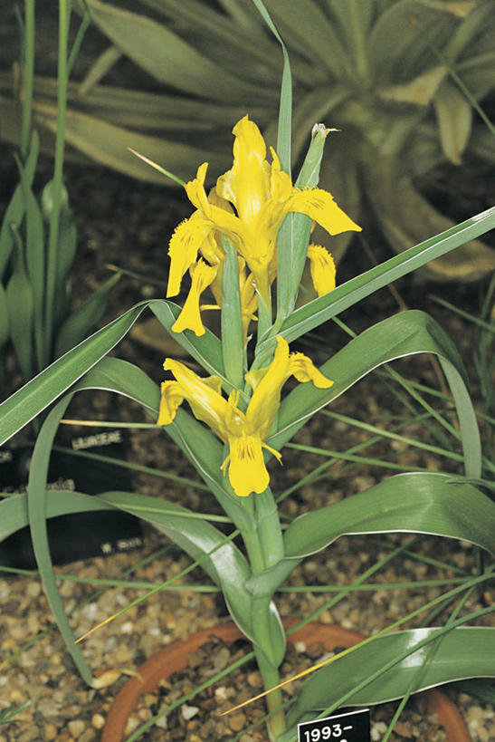 无人,竖图,室外,特写,白天,爱情,友谊,叶子,鸢尾花,花瓣,黄色,自然,摄影,生长,生物学,脆弱,鸢尾,紫蝴蝶,蓝蝴蝶,扁竹花,黄菖蒲,彩图,爱丽丝,爱丽丝花